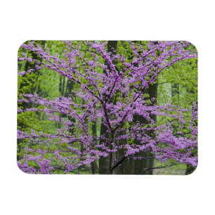Íman Árvores Redbud em plena floração de primavera pert