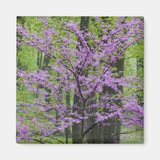 Íman Árvores Redbud em plena floração de primavera pert (Frente)