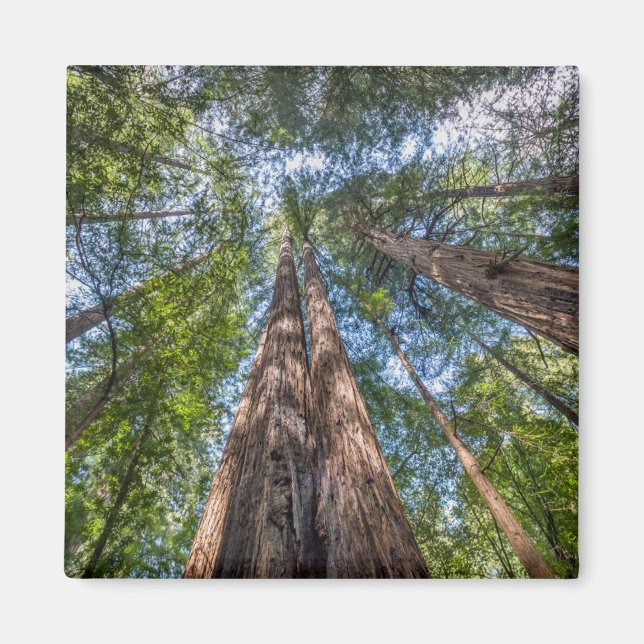 Íman Árvores Redwood | Condado de Marin, Califórnia (Frente)