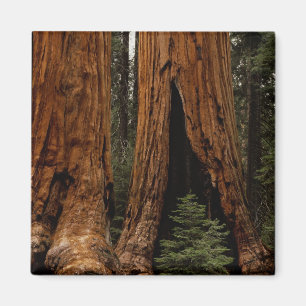 Íman Árvores Redwood, Parque Nacional Sequoia.