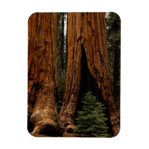 Íman Árvores Sequoias, Parque Nacional Sequoia.