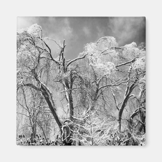 Íman árvores vestem inverno (Frente)