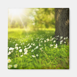 Íman As alegrias da Primavera