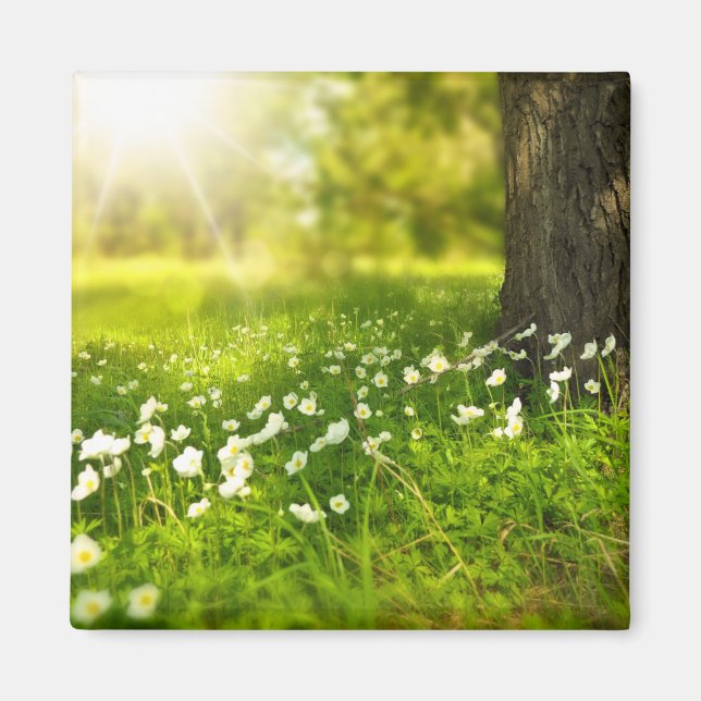 Íman As alegrias da Primavera (Frente)