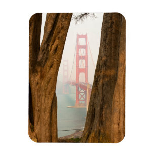 Íman As árvores de golden gate bridge de negligencia
