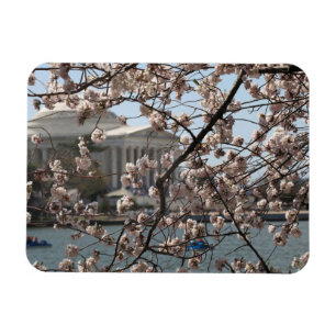 Íman As Cerejeiras em Flor em Washington DC