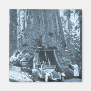 Íman As Grandes Árvores de Mariposa Grove