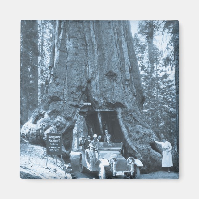 Íman As Grandes Árvores de Mariposa Grove (Frente)