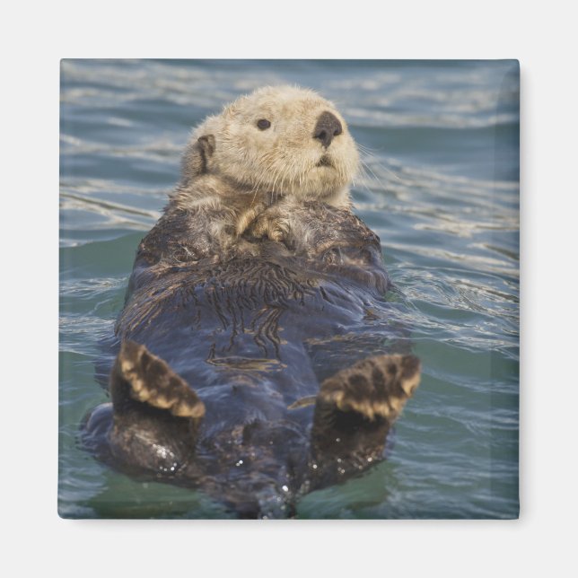 Íman As lontras do mar tocam icebergs na Surprise Inlet (Frente)