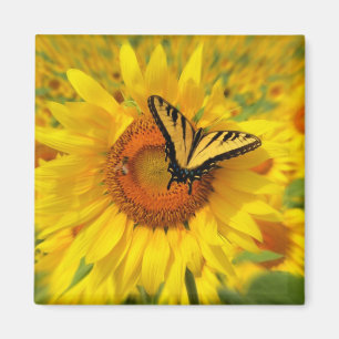 Íman Asas do verão, ímãs