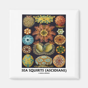 Íman Ascídias (Ascidians - Artforms da natureza)