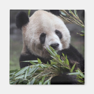 Íman Ásia, China Chongqing. Panda Gigante
