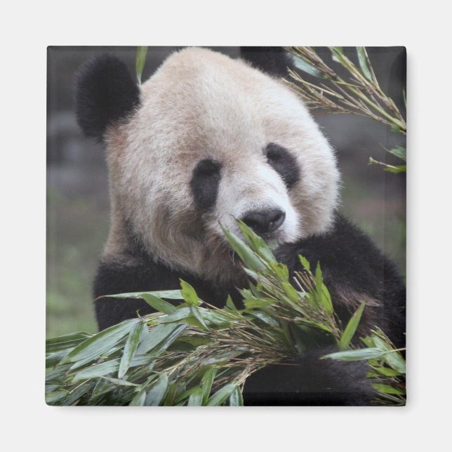 Íman Ásia, China Chongqing. Panda Gigante (Frente)