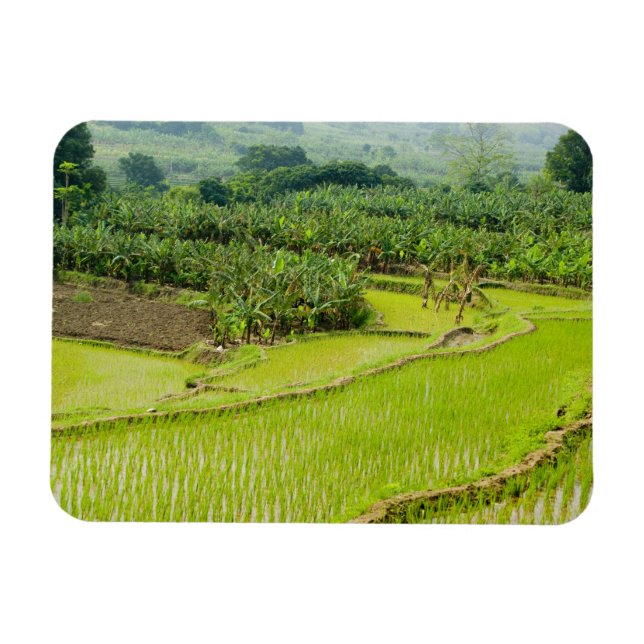 Íman Ásia, China, Província de Yunnan, Honghe. Banana (Horizontal)