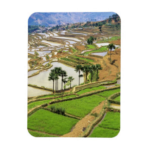 Íman Ásia, China, Yunnan, Honghe. Terraços de arroz pe