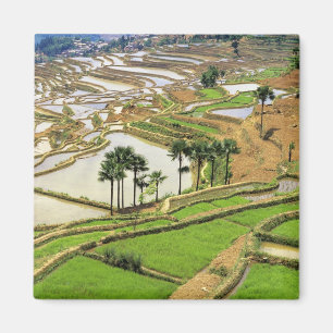Íman Ásia, China, Yunnan, Honghe. Terraços de arroz pe