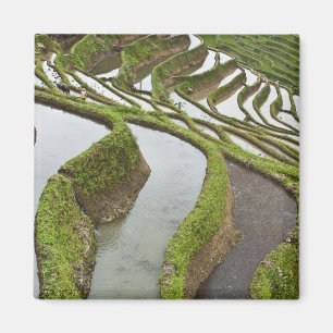 Íman Ásia, China, Yunnan, Yuanyang. Arroz inundado