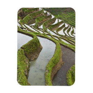 Íman Ásia, China, Yunnan, Yuanyang. Arroz inundado