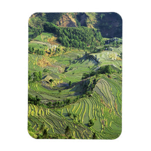 Íman Ásia, China, Yunnan, Yuanyang. Padrão de verde