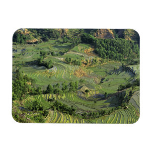 Íman Ásia, China, Yunnan, Yuanyang. Padrão de verde 2