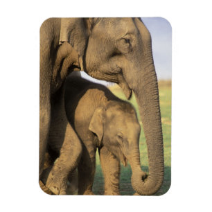 Íman Ásia, India, parque nacional de Nargahole. Indian