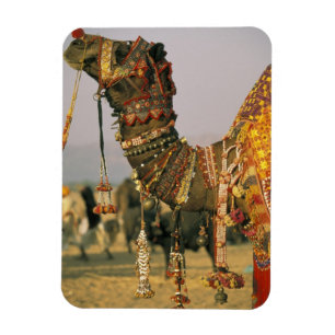 Íman Ásia, Índia, Pushkar. Camelo Shamu, Pushkar