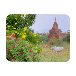 Íman Ásia, Mianmar (Birmânia), Bagan (Pagan). Vacas