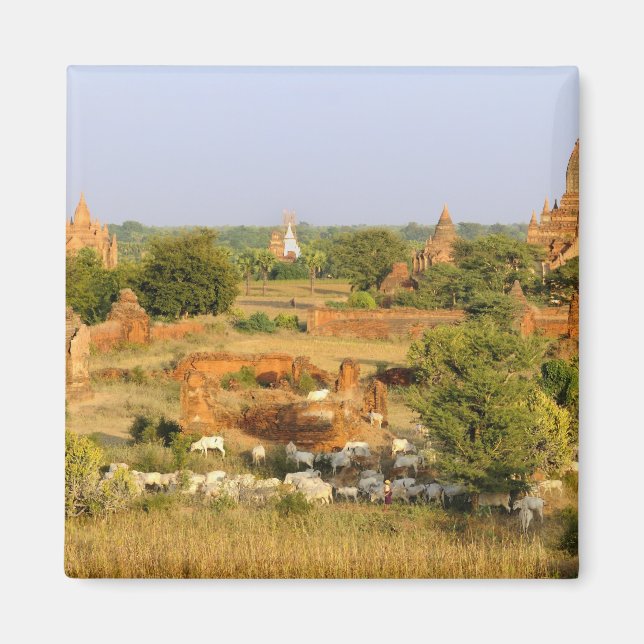 Íman Ásia, Mianmar (Birmânia), Bagan (Pagan). Vacas pas (Frente)