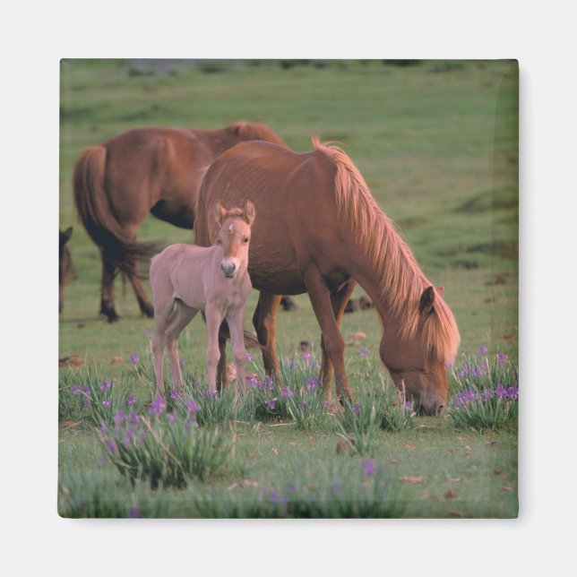 Íman Ásia, Mongólia, Deserto de Gobi. Cavalos Selvagens (Frente)