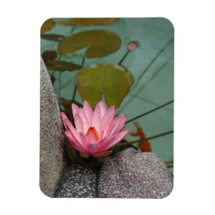 Íman Ásia, Vietname. Lírio de água em lago de templo