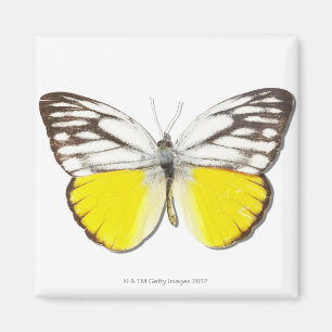 Íman Aspasia de Cepora