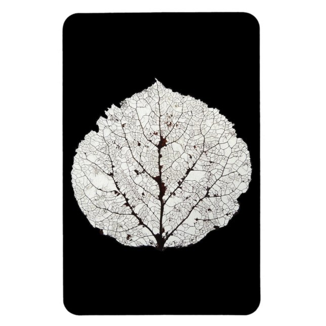 Íman Aspen Esqueleto 1 (Vertical)