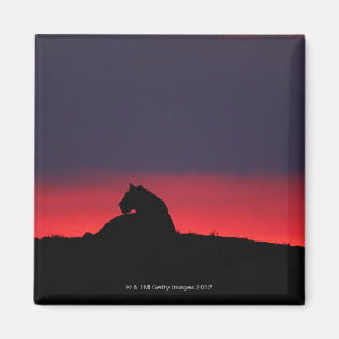 Íman Assento da leoa (Panthera leo), no por do sol,