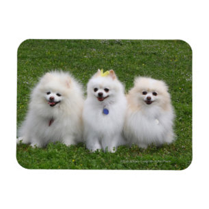 Íman Assento de 3 Pomeranians