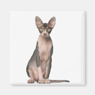 Íman Assento de Sphynx (7 meses velho)