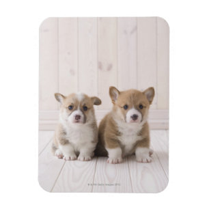 Íman Assento do Corgi dois Galês