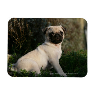 Íman Assento do filhote de cachorro do Pug da jovem