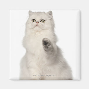 Íman Assento do gato persa