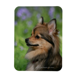 Íman Assento do Headshot de Pomeranian