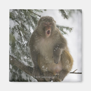 Íman Assento do macaco de Macaque do Rhesus (mulatta do
