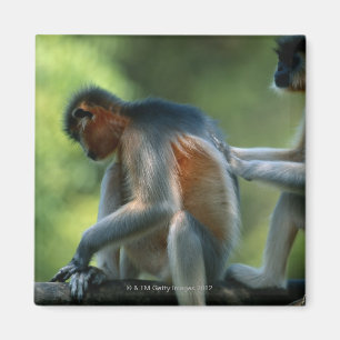 Íman Assento tampado de dois langurs (pileatus de