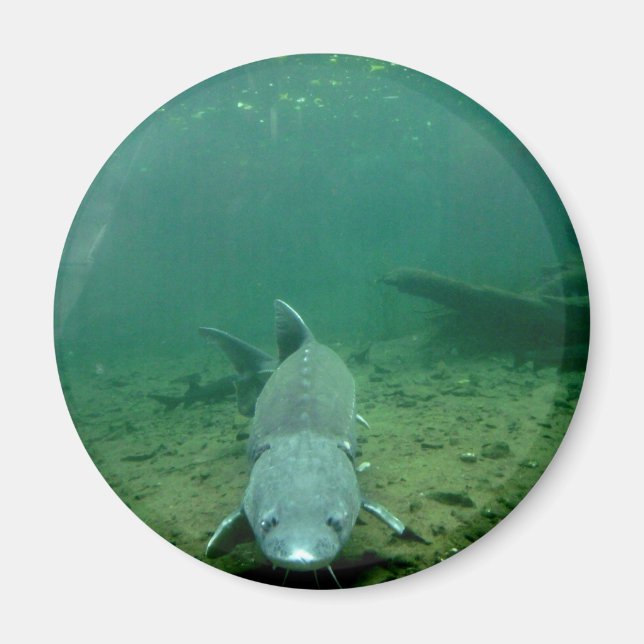 Íman Assistindo monstro (Frente)