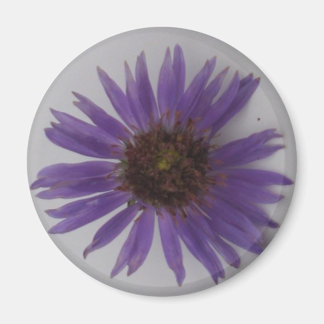 Íman Aster (Frente)