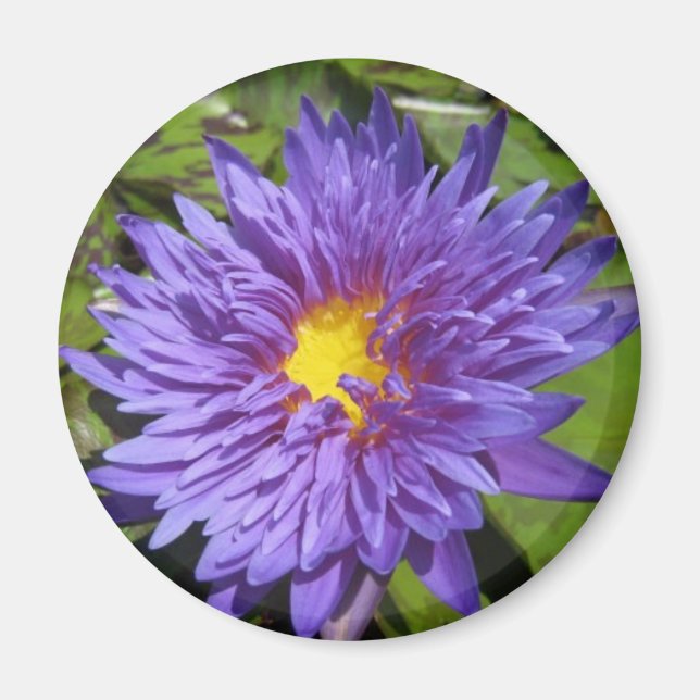 Íman Aster Azul (Frente)