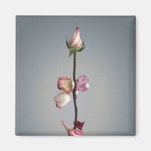 Íman Até a última pétala...