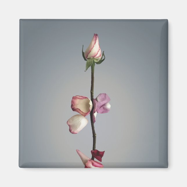 Íman Até a última pétala... (Frente)