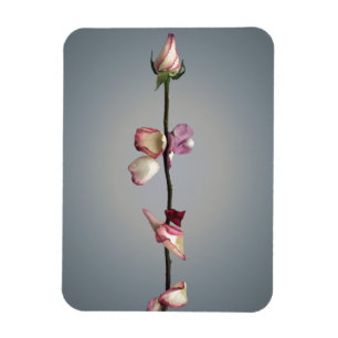 Íman Até a última pétala...