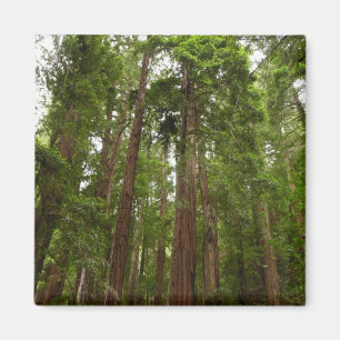 Íman Até às Redwoods I no Monumento Nacional Muir Woods