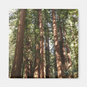 Íman Até às sequóias II no Monumento Nacional Muir Wood