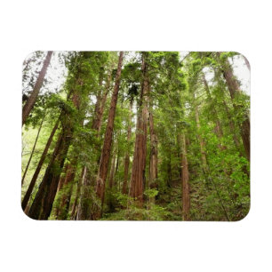 Íman Até Redwoods I no Monumento Nacional Muir Woods